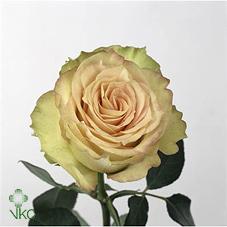 Розы Камео оптом в Санкт-Петербурге - цветы оптом СПб.