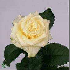 Розы Дельфи оптом в Санкт-Петербурге - цветы оптом СПб.